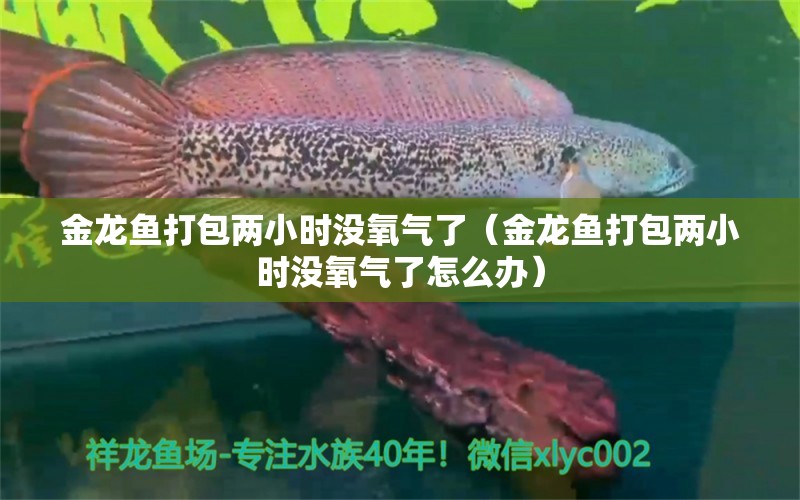 金龍魚打包兩小時沒氧氣了（金龍魚打包兩小時沒氧氣了怎么辦） 祥龍魚場