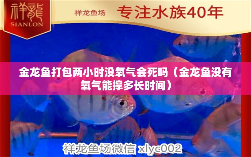 金龍魚打包兩小時沒氧氣會死嗎（金龍魚沒有氧氣能撐多長時間） 2024第28屆中國國際寵物水族展覽會CIPS（長城寵物展2024 CIPS）