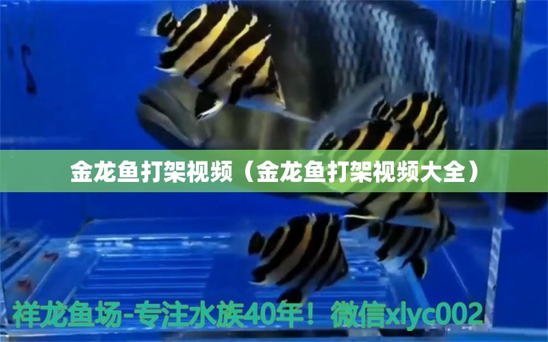 金龍魚打架視頻（金龍魚打架視頻大全）