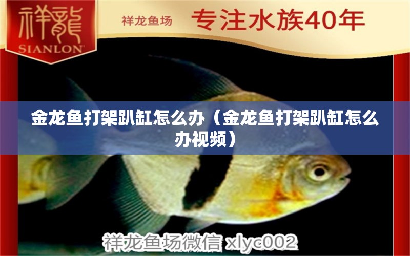 金龍魚打架趴缸怎么辦（金龍魚打架趴缸怎么辦視頻） 龍魚疾病與治療