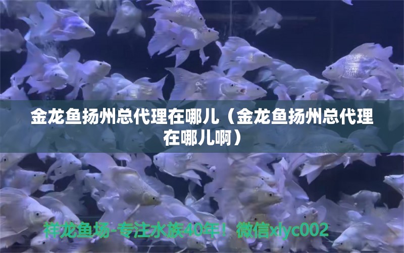 金龍魚(yú)揚(yáng)州總代理在哪兒（金龍魚(yú)揚(yáng)州總代理在哪兒?。? title=