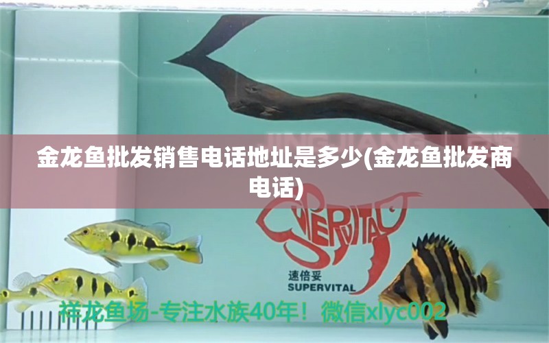 金龍魚(yú)批發(fā)銷售電話地址是多少(金龍魚(yú)批發(fā)商電話) 龍魚(yú)批發(fā)