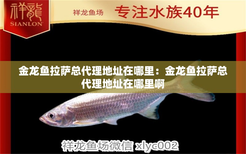 金龍魚拉薩總代理地址在哪里：金龍魚拉薩總代理地址在哪里啊