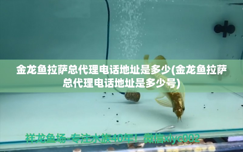 金龍魚拉薩總代理電話地址是多少(金龍魚拉薩總代理電話地址是多少號) 黑桃A魚苗