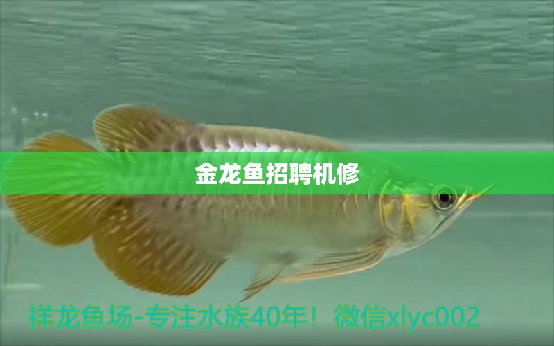 金龍魚招聘機(jī)修