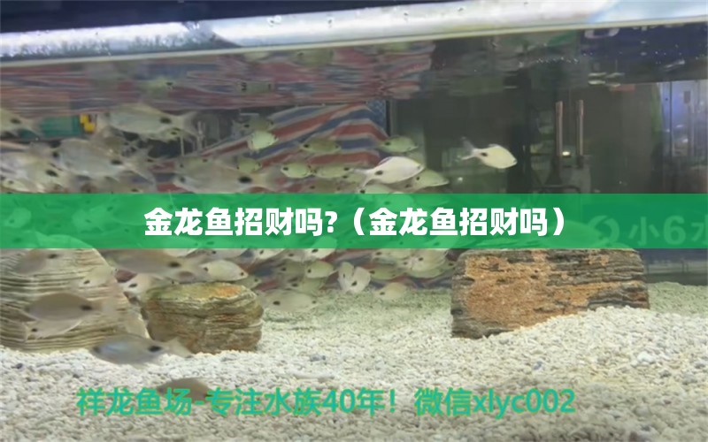 金龍魚招財嗎?（金龍魚招財嗎）