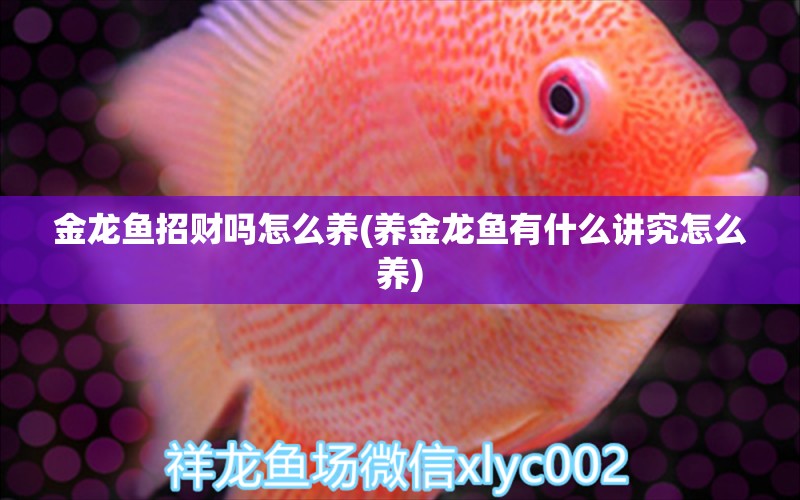 金龍魚招財(cái)嗎怎么養(yǎng)(養(yǎng)金龍魚有什么講究怎么養(yǎng)) 白玉紅龍魚