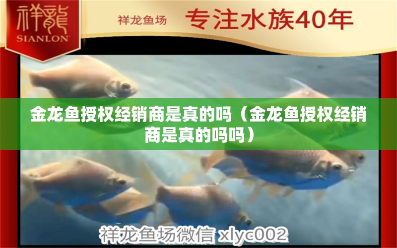 金龍魚授權經銷商是真的嗎（金龍魚授權經銷商是真的嗎嗎）