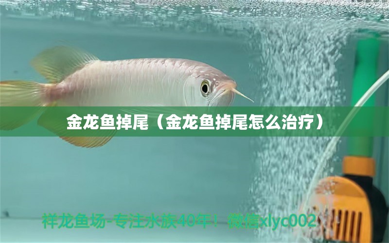 金龍魚掉尾（金龍魚掉尾怎么治療） 紅魔王銀版魚