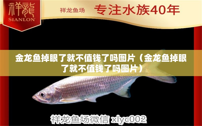 金龍魚掉眼了就不值錢了嗎圖片（金龍魚掉眼了就不值錢了嗎圖片） 海水魚