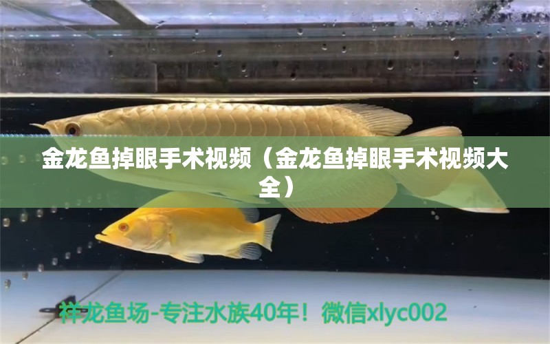 金龍魚掉眼手術視頻（金龍魚掉眼手術視頻大全） 量子養(yǎng)魚技術