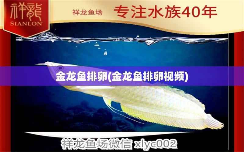 金龍魚排卵(金龍魚排卵視頻) 招財戰(zhàn)船魚