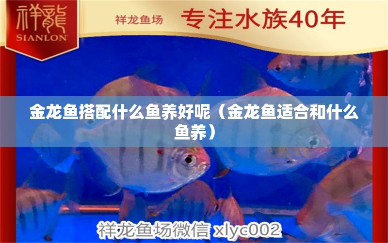 金龍魚搭配什么魚養(yǎng)好呢（金龍魚適合和什么魚養(yǎng)） 廣州觀賞魚批發(fā)市場