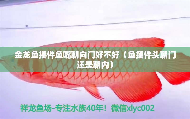 金龍魚(yú)擺件魚(yú)嘴朝向門(mén)好不好（魚(yú)擺件頭朝門(mén)還是朝內(nèi)）