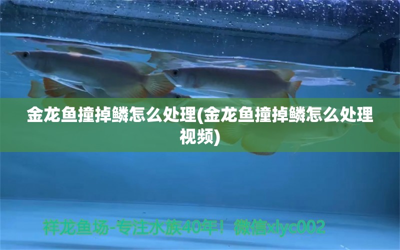 金龍魚撞掉鱗怎么處理(金龍魚撞掉鱗怎么處理視頻) 玫瑰銀版魚