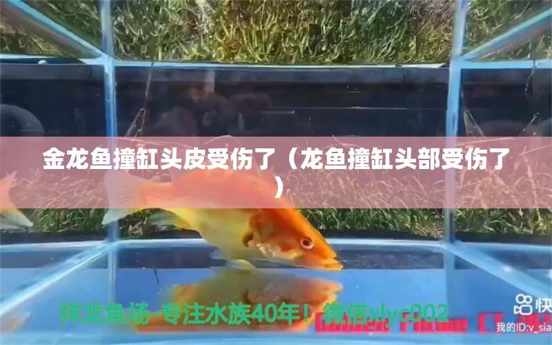 金龍魚撞缸頭皮受傷了（龍魚撞缸頭部受傷了）