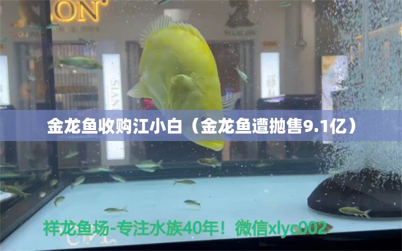 金龍魚收購江小白（金龍魚遭拋售9.1億）