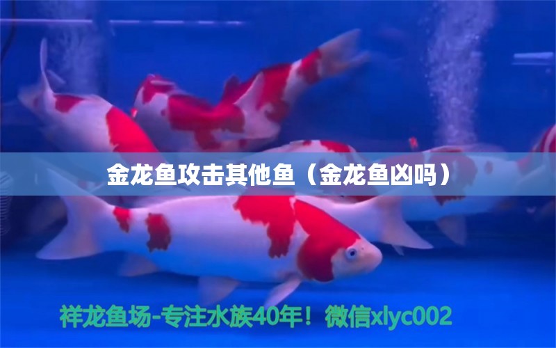 金龍魚攻擊其他魚（金龍魚兇嗎） 龍魚疾病與治療