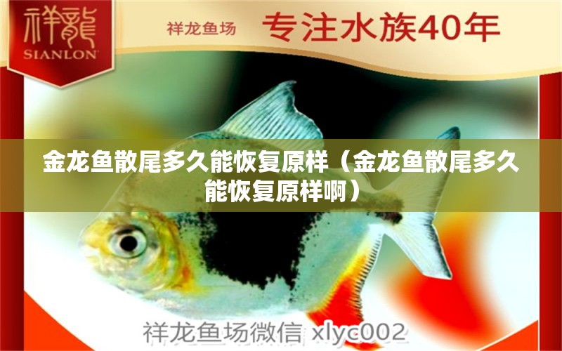 金龍魚散尾多久能恢復(fù)原樣（金龍魚散尾多久能恢復(fù)原樣?。? title=