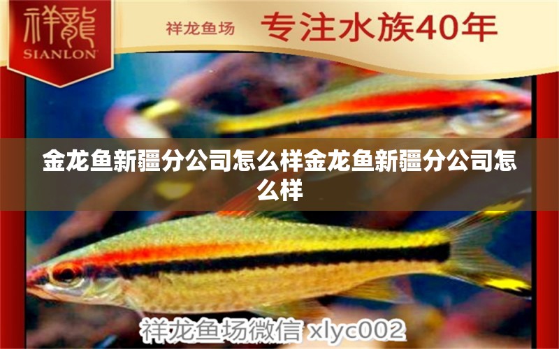 金龍魚新疆分公司怎么樣金龍魚新疆分公司怎么樣 南美異形觀賞魚