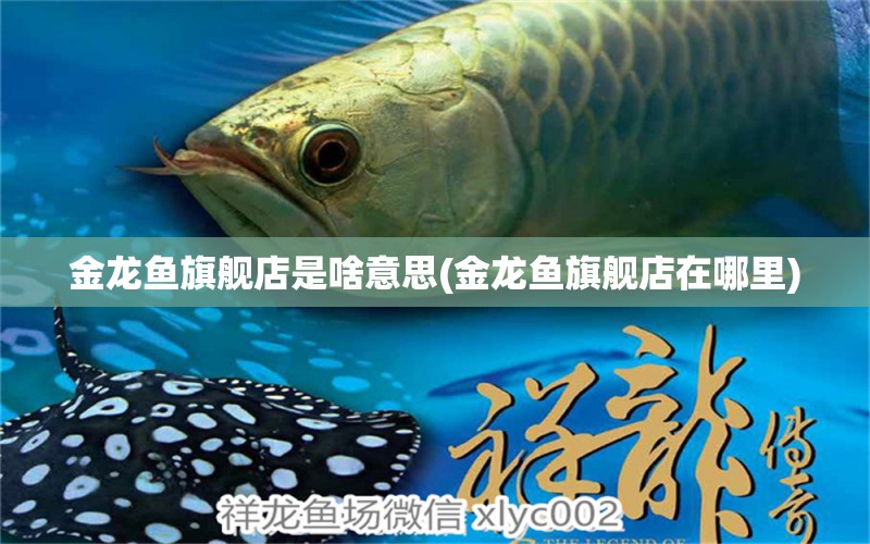 金龍魚旗艦店是啥意思(金龍魚旗艦店在哪里) 大日玉鯖魚