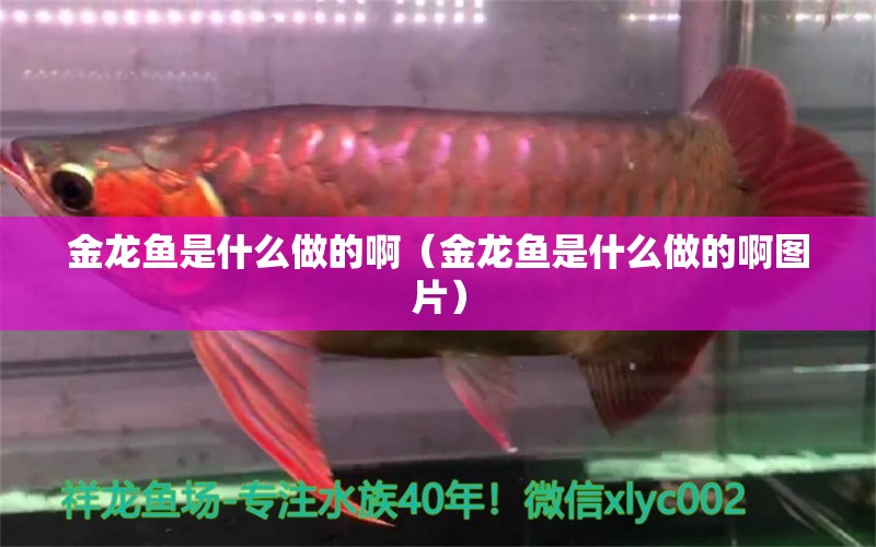 金龍魚是什么做的?。ń瘕堲~是什么做的啊圖片）