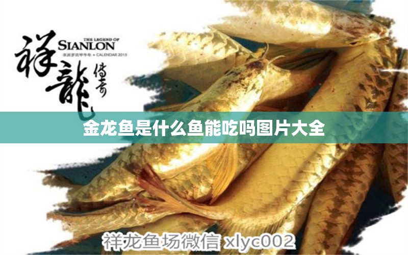 金龍魚是什么魚能吃嗎圖片大全