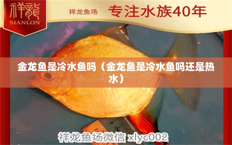 金龍魚是冷水魚嗎（金龍魚是冷水魚嗎還是熱水）