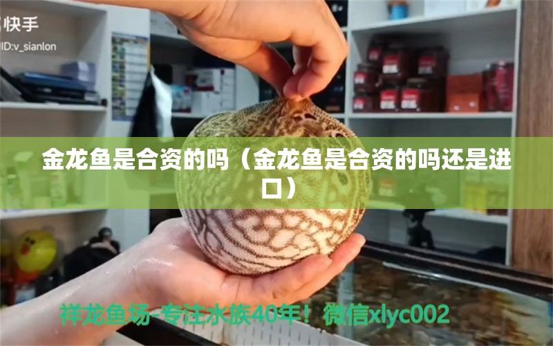 金龍魚(yú)是合資的嗎（金龍魚(yú)是合資的嗎還是進(jìn)口）