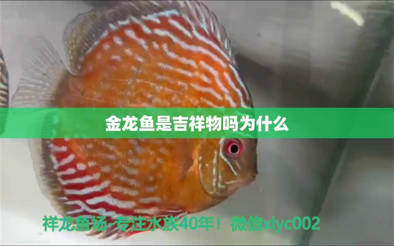 金龍魚是吉祥物嗎為什么