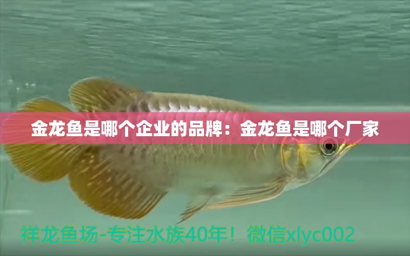 金龍魚是哪個企業(yè)的品牌：金龍魚是哪個廠家