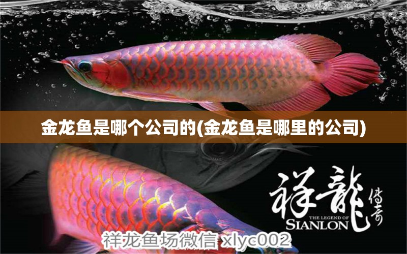 金龍魚是哪個(gè)公司的(金龍魚是哪里的公司) 過濾設(shè)備