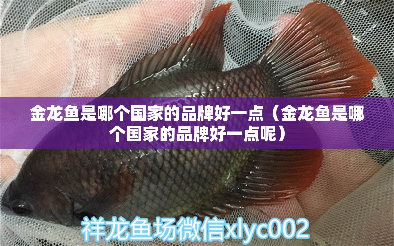 金龍魚是哪個國家的品牌好一點（金龍魚是哪個國家的品牌好一點呢）