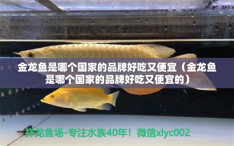 金龍魚(yú)是哪個(gè)國(guó)家的品牌好吃又便宜（金龍魚(yú)是哪個(gè)國(guó)家的品牌好吃又便宜的） 龍魚(yú)百科