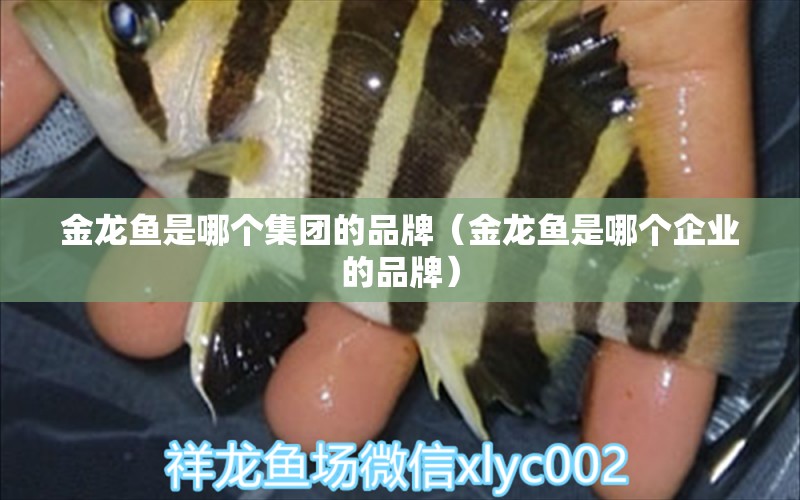 金龍魚是哪個集團的品牌（金龍魚是哪個企業(yè)的品牌）