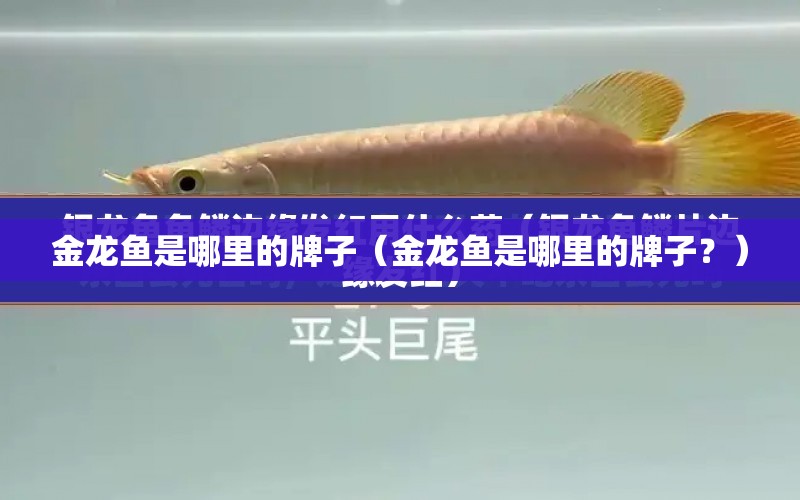 金龍魚是哪里的牌子（金龍魚是哪里的牌子？） 水族問答 第2張