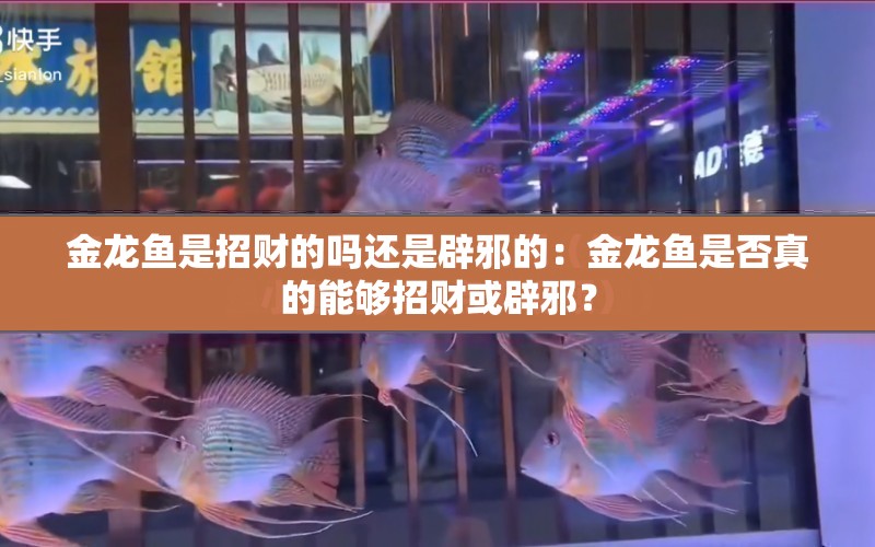 金龍魚是招財?shù)膯徇€是辟邪的：金龍魚是否真的能夠招財或辟邪？