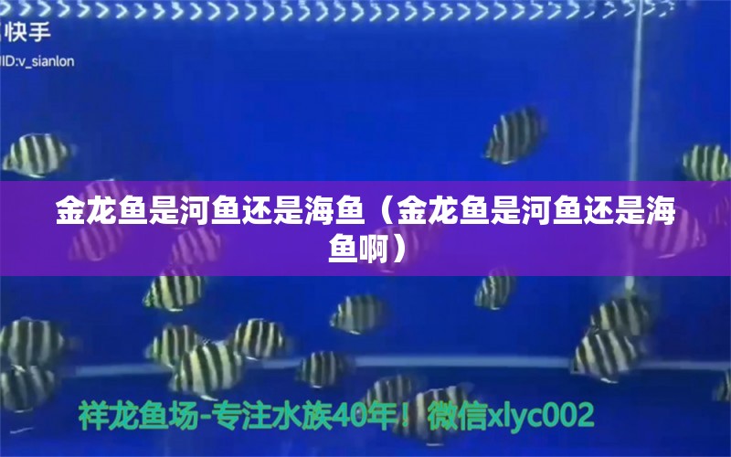 金龍魚是河魚還是海魚（金龍魚是河魚還是海魚?。?廣州龍魚批發(fā)市場(chǎng)