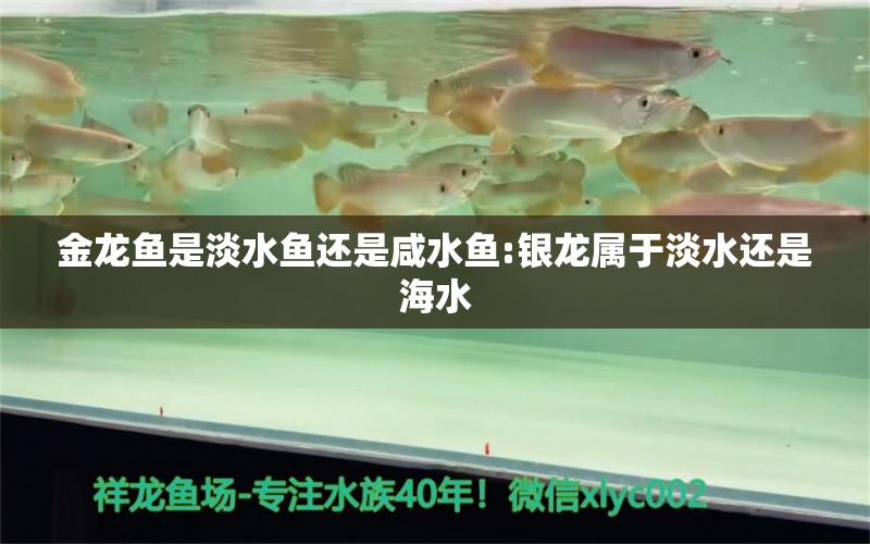 金龍魚是淡水魚還是咸水魚:銀龍屬于淡水還是海水 龍魚批發(fā)