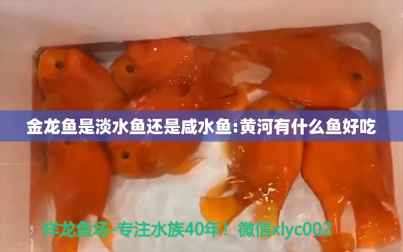 金龍魚是淡水魚還是咸水魚:黃河有什么魚好吃