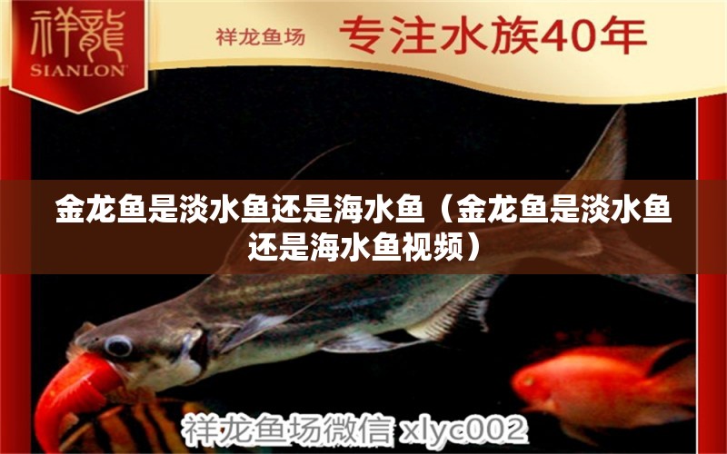 金龍魚(yú)是淡水魚(yú)還是海水魚(yú)（金龍魚(yú)是淡水魚(yú)還是海水魚(yú)視頻）