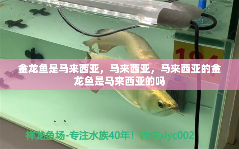 金龍魚是馬來西亞，馬來西亞，馬來西亞的金龍魚是馬來西亞的嗎 金龍福龍魚