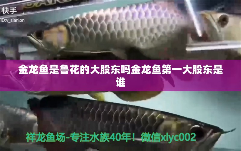 金龍魚是魯花的大股東嗎金龍魚第一大股東是誰 養(yǎng)魚知識