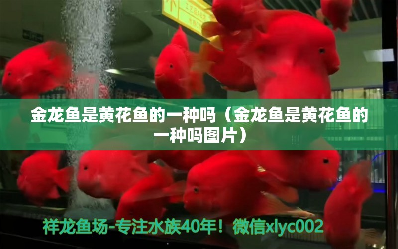 金龍魚是黃花魚的一種嗎（金龍魚是黃花魚的一種嗎圖片）