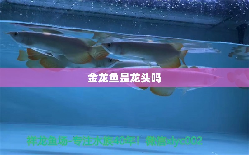 金龍魚(yú)是龍頭嗎