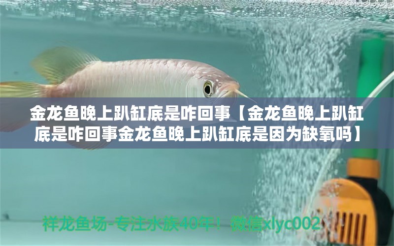 金龍魚晚上趴缸底是咋回事【金龍魚晚上趴缸底是咋回事金龍魚晚上趴缸底是因為缺氧嗎】