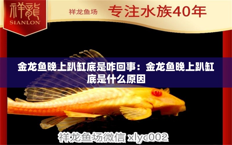 金龍魚晚上趴缸底是咋回事：金龍魚晚上趴缸底是什么原因