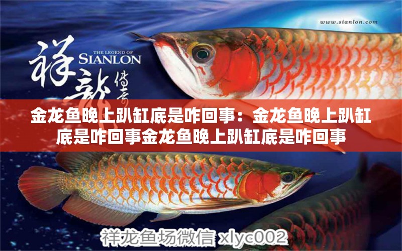 金龍魚晚上趴缸底是咋回事：金龍魚晚上趴缸底是咋回事金龍魚晚上趴缸底是咋回事