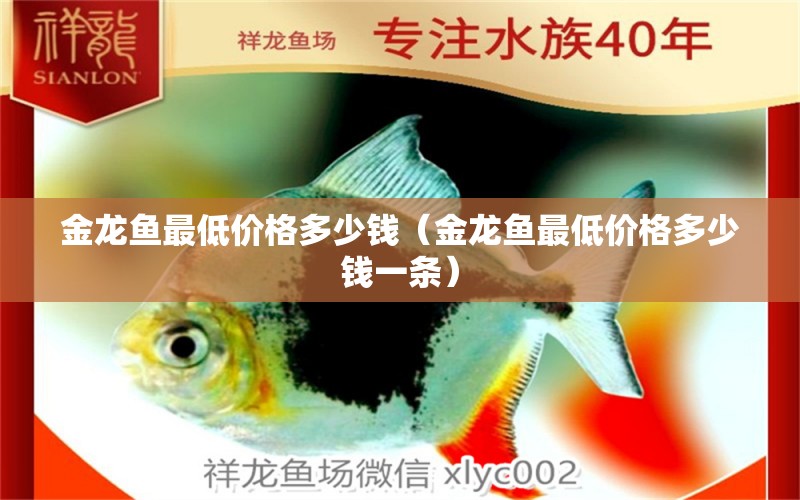 金龍魚最低價格多少錢（金龍魚最低價格多少錢一條）