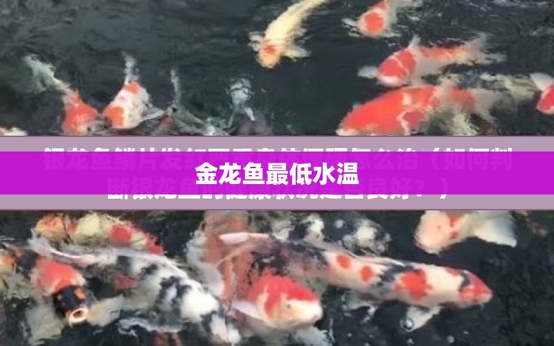 金龍魚最低水溫 水族問答 第1張